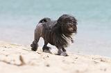 PETIT CHIEN LION 108
